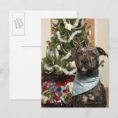 Een pitstier die voor een kerstportret staat. feestdagenkaart (Voorkant / Achterkant)
