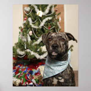 Een pitstier die voor een kerstportret staat. poster