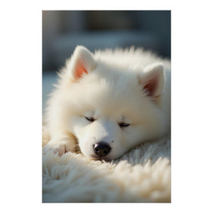 Een pluizige Samojeed pup die rustig slaapt Perfect Poster