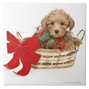 Een poogachtige pupil in de kerstmand tegeltje