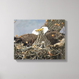 Een portret van de familie Bald Eagle Canvas Afdruk