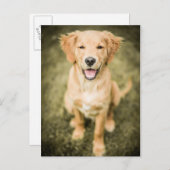 Een portret van een Golden Retriever puppy Briefkaart (Voorkant / Achterkant)