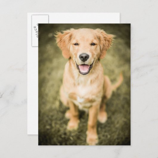 Een portret van een Golden Retriever puppy Briefkaart (Voorkant / Achterkant)