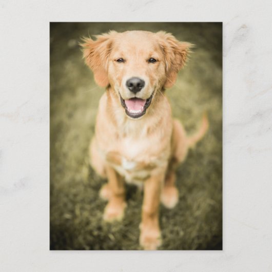 Een portret van een Golden Retriever puppy Briefkaart (Voorkant)