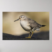 Een portret van een knoop poster (Voorkant)