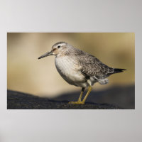 Een portret van een knoop