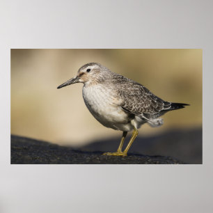 Een portret van een knoop poster