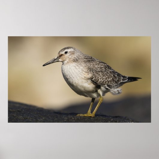 Een portret van een knoop poster (Voorkant)