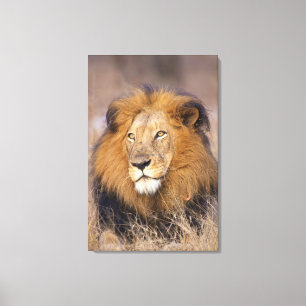 Een portret van een Leeuw die in de verte kijkt Canvas Afdruk