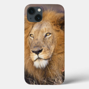 Een portret van een Leeuw die in de verte kijkt iPhone 13 Hoesje