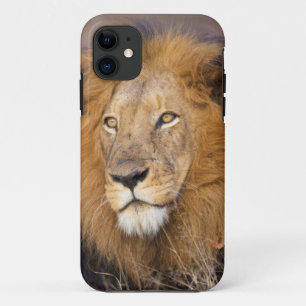 Een portret van een Leeuw die in de verte kijkt Case-Mate iPhone Case