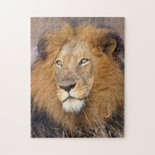 Een portret van een Leeuw die in de verte kijkt Legpuzzel