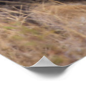 Een portret van een leeuw die kijkt naar de afstan poster (Hoek)