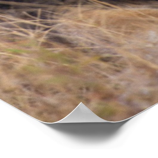 Een portret van een leeuw die kijkt naar de afstan poster (Hoek)