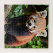 Een portret van een Schattigee rode panda Legpuzzel (Horizontaal)