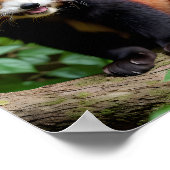 Een portret van een Schattigee rode panda Poster (Hoek)