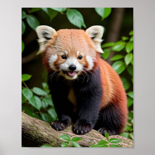 Een portret van een Schattigee rode panda Poster (Voorkant)