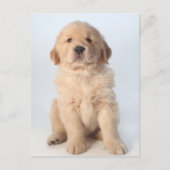 Een portret van een zes weken oude gouden recupera briefkaart (Voorkant)