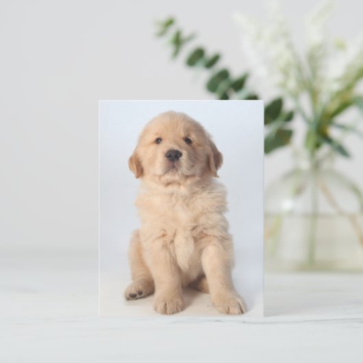 Een portret van een zes weken oude gouden recupera briefkaart (Staand voorkant)