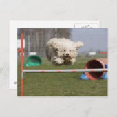 Een Portugese waterhond die over een hindernis spr Briefkaart (Voorkant / Achterkant)