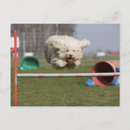 Een Portugese waterhond die over een hindernis spr Briefkaart (Voorkant)