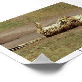 Een poster van een Cheetah op de grond (Hoek)