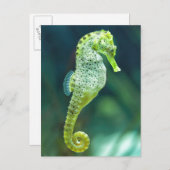 Een prachtig Knysna Seahorse Briefkaart (Voorkant / Achterkant)