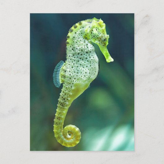 Een prachtig Knysna Seahorse Briefkaart (Voorkant)