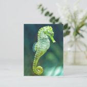 Een prachtig Knysna Seahorse Briefkaart (Staand voorkant)