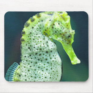 Een prachtig Knysna Seahorse Muismat