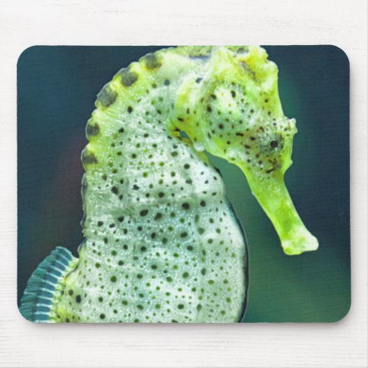 Een prachtig Knysna Seahorse Muismat (Voorkant)