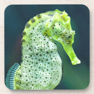 Een prachtig Knysna Seahorse Onderzetter