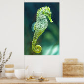 Een prachtig Knysna Seahorse Poster (Keuken)