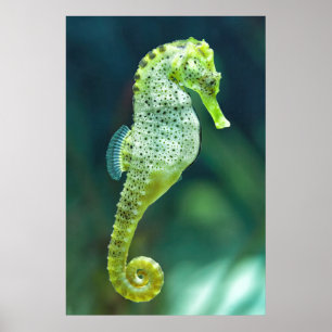 Een prachtig Knysna Seahorse Poster