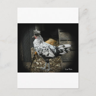 een prachtig ontwerp van een mooie exotische vogel briefkaart