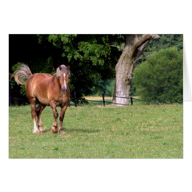 Een prachtig paard (Voorkant Horizontaal)