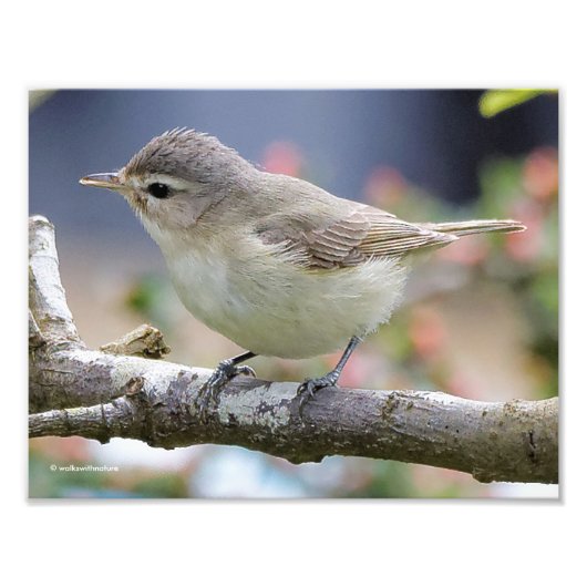 Een prachtig Warbling Vireo in de pruimelboom Foto Afdruk (Voorkant)