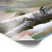 Een prachtig Warbling Vireo in de pruimelboom Foto Afdruk (Hoek)