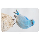 Een prachtige bergvogel op een steegje magneet (Horizontaal)