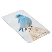 Een prachtige bergvogel op een steegje magneet (Rechterzijde)