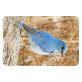 Een prachtige bergvogel op een strand magneet (Horizontaal)