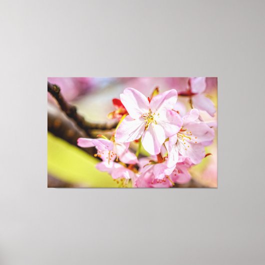 Een prachtige bos roze Sakura-bloesems in de lente Canvas Afdruk (Voorkant)