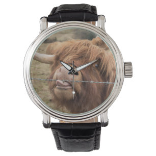 Een prachtige foto van een hoogland koe horloge