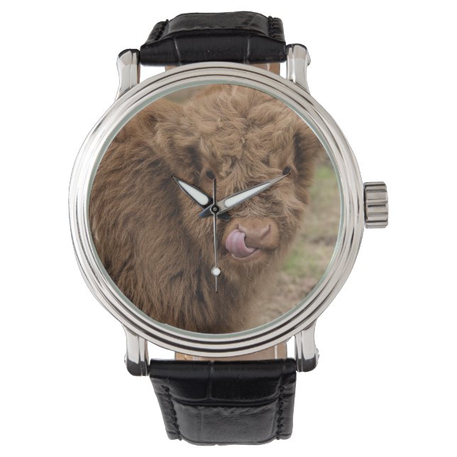 Een prachtige foto van een hoogland koe horloge (Voorkant)