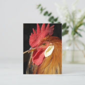 Een prachtige Leghorn haan Briefkaart (Staand voorkant)