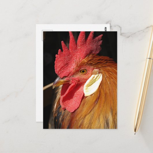 Een prachtige Leghorn haan Briefkaart (Voorkant / Achterkant in situ)