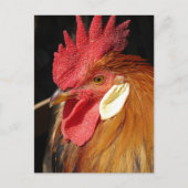 Een prachtige Leghorn haan Briefkaart (Voorkant)