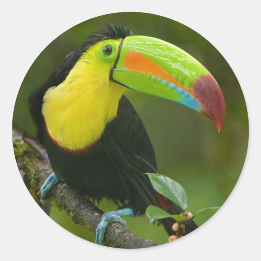Een prachtige toucan vogel op een tak. ronde sticker (Voorkant)