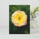 Een prachtige tuin-Roos en een perfecte blanco kaa (Staand voorkant)