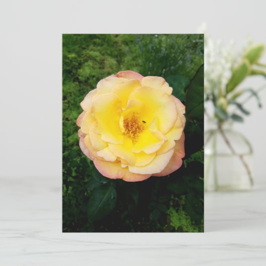 Een prachtige tuin-Roos en een perfecte blanco kaa (Staand voorkant)